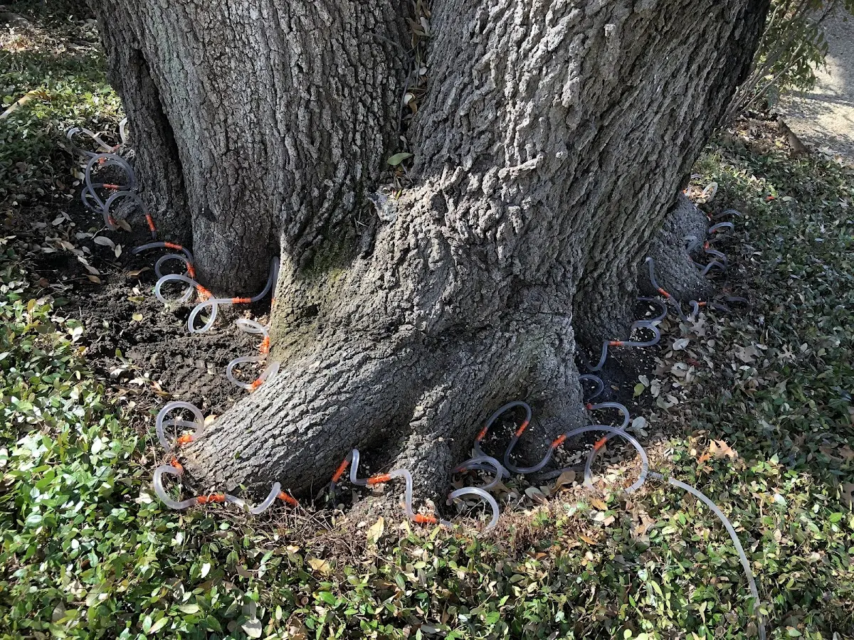 Detailed Tree Cabling and Bracing job site in West Falls